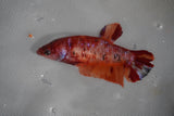 Giant Koi Galaxy Plakat Female Betta (ID#801-F205) Free2Day SHIPPING