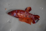 Giant Koi Galaxy Plakat Female Betta (ID#801-F205) Free2Day SHIPPING