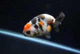 Milk Cow Ranchu  Calico 3.5 Inch (ID#1029R9a-56) Free2Day SHIPPING