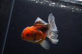 Thai Oranda  Calico 4 Inch (ID#0107T2a-58) Free2Day SHIPPING