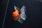 Thai Oranda  Calico 4 Inch (ID#0107T2a-58) Free2Day SHIPPING