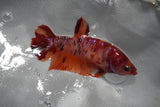 Giant Koi Galaxy Plakat Female Betta (ID#801-F205) Free2Day SHIPPING