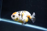 Milk Cow Ranchu  Calico 3.5 Inch (ID#1029R9a-56) Free2Day SHIPPING