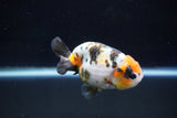 Milk Cow Ranchu  Calico 3.5 Inch (ID#1029R9a-56) Free2Day SHIPPING