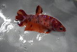 Giant Koi Galaxy Plakat Female Betta (ID#801-F205) Free2Day SHIPPING