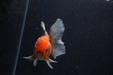 Thai Oranda  Calico 4 Inch (ID#0107T2a-58) Free2Day SHIPPING