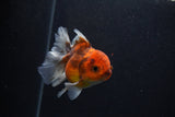 Thai Oranda  Calico 4 Inch (ID#0107T2a-58) Free2Day SHIPPING