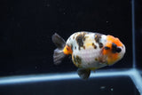 Milk Cow Ranchu  Calico 3.5 Inch (ID#1029R9a-56) Free2Day SHIPPING