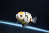 Milk Cow Ranchu  Calico 3.5 Inch (ID#1029R9a-56) Free2Day SHIPPING