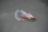 Dumbo Multicolor   Halfmoon Female Betta (ID#801-F206) Free2Day SHIPPING