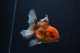 Thai Oranda  Calico 4 Inch (ID#0107T2a-58) Free2Day SHIPPING