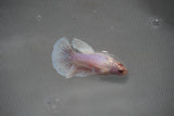 Dumbo Multicolor   Halfmoon Female Betta (ID#801-F206) Free2Day SHIPPING