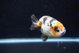 Milk Cow Ranchu  Calico 3.5 Inch (ID#1029R9a-56) Free2Day SHIPPING