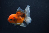 Thai Oranda  Calico 4 Inch (ID#0107T2a-58) Free2Day SHIPPING