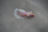 Dumbo Multicolor   Halfmoon Female Betta (ID#801-F206) Free2Day SHIPPING