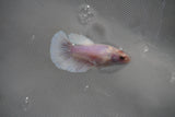 Dumbo Multicolor   Halfmoon Female Betta (ID#801-F206) Free2Day SHIPPING