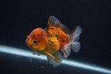 Thai Oranda  Calico 3.5 Inch (ID#0107T2a-59) Free2Day SHIPPING