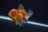 Thai Oranda  Calico 3.5 Inch (ID#0107T2a-59) Free2Day SHIPPING