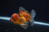 Thai Oranda  Calico 3.5 Inch (ID#0107T2a-59) Free2Day SHIPPING