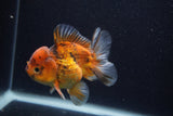 Thai Oranda  Calico 3.5 Inch (ID#0107T2a-59) Free2Day SHIPPING