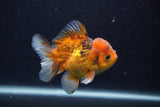 Thai Oranda  Calico 3.5 Inch (ID#0107T2a-59) Free2Day SHIPPING