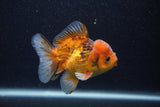 Thai Oranda  Calico 3.5 Inch (ID#0107T2a-59) Free2Day SHIPPING