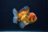 Thai Oranda  Calico 3.5 Inch (ID#0107T2a-59) Free2Day SHIPPING