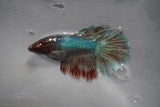 Dumbo Multicolor   Halfmoon Female Betta (ID#801-F208) Free2Day SHIPPING