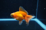 Butterfly  Red White 3.5 Inch (ID#318B8b-38) Free2Day SHIPPING
