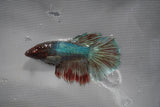 Dumbo Multicolor   Halfmoon Female Betta (ID#801-F208) Free2Day SHIPPING