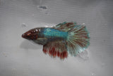 Dumbo Multicolor   Halfmoon Female Betta (ID#801-F208) Free2Day SHIPPING