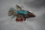 Dumbo Multicolor   Halfmoon Female Betta (ID#801-F208) Free2Day SHIPPING