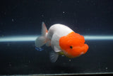 Tancho Lionchu  Red White 4 Inch (ID#1115R2c-65) Free2Day SHIPPING