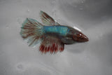 Dumbo Multicolor   Halfmoon Female Betta (ID#801-F208) Free2Day SHIPPING