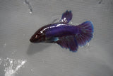 Dumbo Multicolor   Halfmoon Female Betta (ID#801-F209) Free2Day SHIPPING