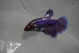 Dumbo Multicolor   Halfmoon Female Betta (ID#801-F209) Free2Day SHIPPING