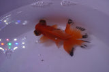 Butterfly  Red White 3.5 Inch (ID#318B8b-38) Free2Day SHIPPING