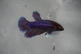 Dumbo Multicolor   Halfmoon Female Betta (ID#801-F209) Free2Day SHIPPING