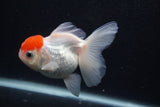 Thai Oranda  Red Cap 4 Inch (ID#0107T2a-61) Free2Day SHIPPING