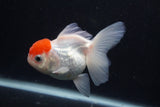 Thai Oranda  Red Cap 4 Inch (ID#0107T2a-61) Free2Day SHIPPING