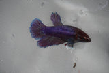 Dumbo Multicolor   Halfmoon Female Betta (ID#801-F209) Free2Day SHIPPING