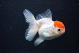 Thai Oranda  Red Cap 4 Inch (ID#0107T2a-61) Free2Day SHIPPING