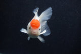 Thai Oranda  Red Cap 4 Inch (ID#0107T2a-61) Free2Day SHIPPING