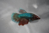 Dumbo Multicolor   Halfmoon Female Betta (ID#801-F210) Free2Day SHIPPING