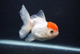 Thai Oranda  Red Cap 4 Inch (ID#0107T2a-61) Free2Day SHIPPING