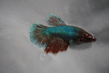 Dumbo Multicolor   Halfmoon Female Betta (ID#801-F210) Free2Day SHIPPING