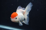 Thai Oranda  Red Cap 4 Inch (ID#0107T2a-61) Free2Day SHIPPING