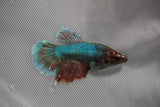 Dumbo Multicolor   Halfmoon Female Betta (ID#801-F210) Free2Day SHIPPING