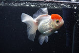 Thai Oranda  Red Cap 4 Inch (ID#0107T2a-61) Free2Day SHIPPING