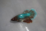 Dumbo Multicolor   Halfmoon Female Betta (ID#801-F210) Free2Day SHIPPING